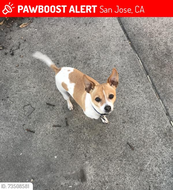 Lost Male Dog last seen Kooser and Ardmore , Carter / Camden ave, San Jose, CA 95118