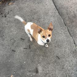 Lost Male Dog last seen Kooser and Ardmore , Carter / Camden ave, San Jose, CA 95118