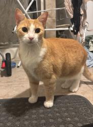 Reunited Unknown Cat last seen McClellan & 5th, Philadelphia, PA 19148