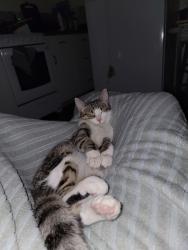 Reunited Female Cat last seen Ustick and Northside, Nampa, ID 83687