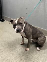 Shelter Stray Male Dog last seen Near BLOCK PALM ST, LAS VEGAS NV 89104, 655 N Mojave Rd, Las Vegas, NV 89101, USA