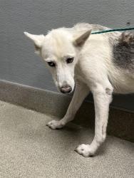 Shelter Stray Female Dog last seen Near BLOCK E CARTIER AVE, NORTH LAS VEGAS NV 89030, 655 N Mojave Rd, Las Vegas, NV 89101, USA