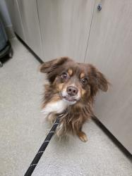 Shelter Stray Male Dog last seen , 655 N Mojave Rd, Las Vegas, NV 89101, USA