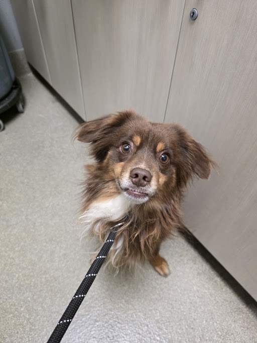 Shelter Stray Male Dog last seen , 655 N Mojave Rd, Las Vegas, NV 89101, USA