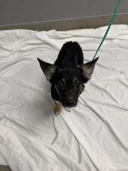 Shelter Stray Female Dog last seen LAMB AND WASHINGTON, 655 N Mojave Rd, Las Vegas, NV 89101, USA