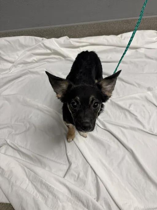 Shelter Stray Female Dog last seen LAMB AND WASHINGTON, 655 N Mojave Rd, Las Vegas, NV 89101, USA
