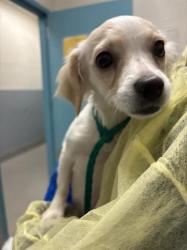 Shelter Stray Female Dog last seen LAMB AND WASHINGTON, 655 N Mojave Rd, Las Vegas, NV 89101, USA