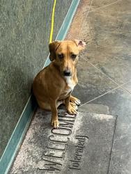 Shelter Stray Female Dog last seen HARRISON, 31078 LA-36, Lacombe, LA 70445, USA