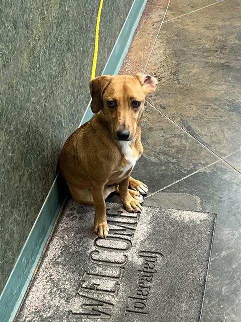 Shelter Stray Female Dog last seen HARRISON, 31078 LA-36, Lacombe, LA 70445, USA