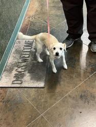 Shelter Stray Male Dog last seen CAREY RD/PINE ST EXT, 31078 LA-36, Lacombe, LA 70445, USA
