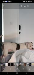 Lost Male Dog last seen 135th Street NW 22nd Ave, North Miami, FL 33167