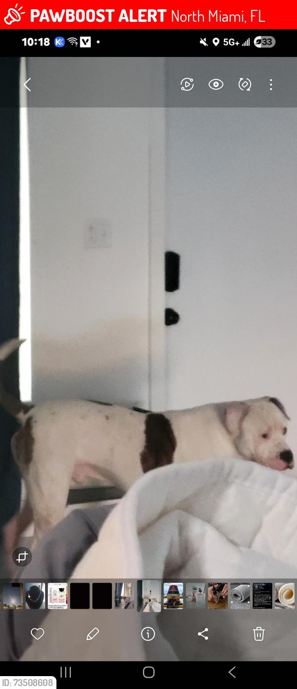 Lost Male Dog last seen 135th Street NW 22nd Ave, North Miami, FL 33167
