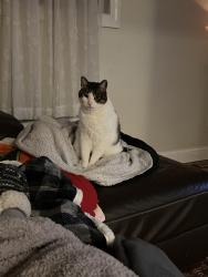 Lost Male Cat last seen Ash and Harvey, Wallingford, PA 19086