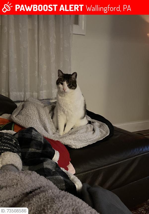 Lost Male Cat last seen Ash and Harvey, Wallingford, PA 19086