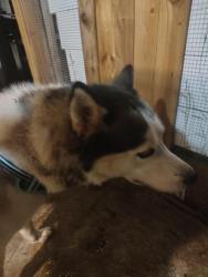 Found/Stray Male Dog last seen Tulsa and Landmark zip code 34606, Spring Hill, FL 34606