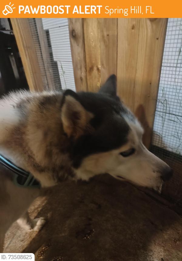 Found/Stray Male Dog last seen Tulsa and Landmark zip code 34606, Spring Hill, FL 34606