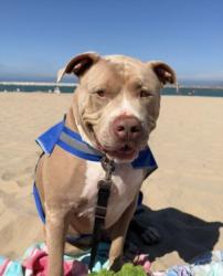 Shelter Stray Male Dog last seen , West Valley Animal Shelter, 20655 Plummer St, Chatsworth, CA 91311, USA