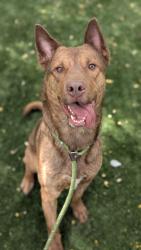 Shelter Stray Male Dog last seen , West Valley Animal Shelter, 20655 Plummer St, Chatsworth, CA 91311, USA