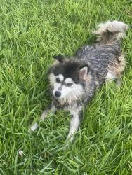 Lost Female Dog last seen Fayridge, Houston, TX 77048