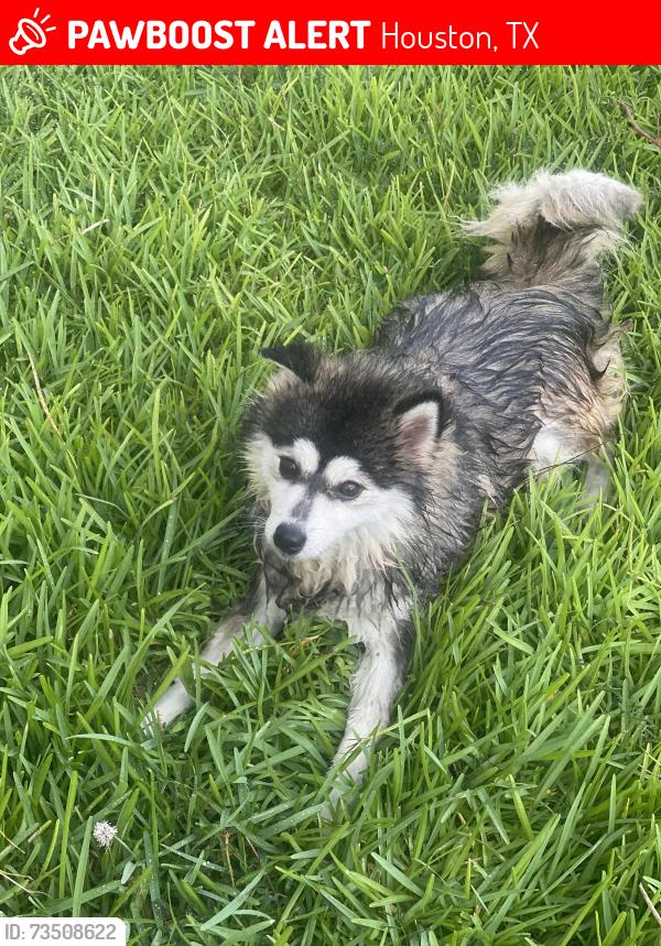 Lost Female Dog last seen Fayridge, Houston, TX 77048