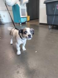 Shelter Stray Male Dog last seen , West Valley Animal Shelter, 20655 Plummer St, Chatsworth, CA 91311, USA