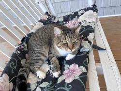 Lost Female Cat last seen Dozier area of Pfafftown, Pfafftown, NC 27040