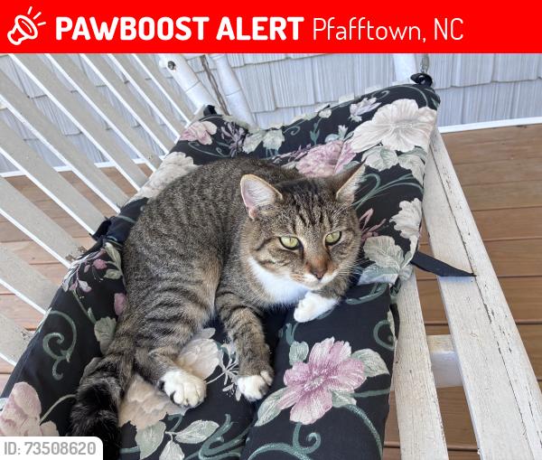 Lost Female Cat last seen Dozier area of Pfafftown, Pfafftown, NC 27040