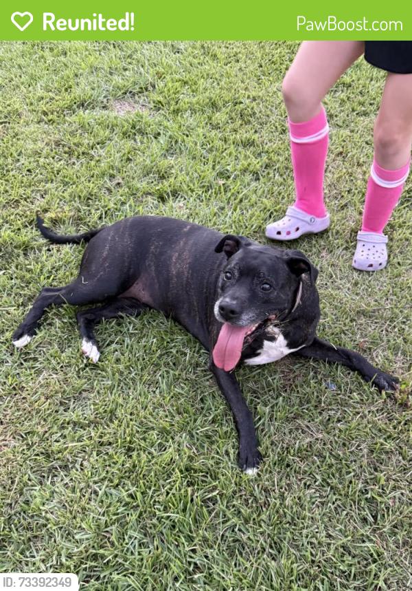 Reunited Female Dog last seen Kindley Dr and Rainsford Dr, Fayetteville, NC 28311