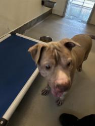 Shelter Stray Male Dog last seen , 232 Eslinger Way, Sanford, FL 32773, USA