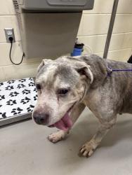 Shelter Stray Male Dog last seen , 232 Eslinger Way, Sanford, FL 32773, USA