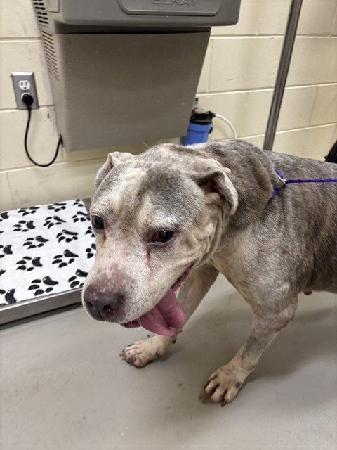 Shelter Stray Male Dog last seen , 232 Eslinger Way, Sanford, FL 32773, USA