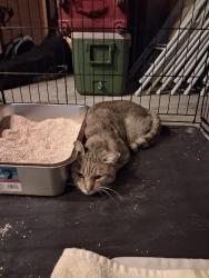Found/Stray Male Cat last seen 72nd and Avrum, Denver, CO 80221