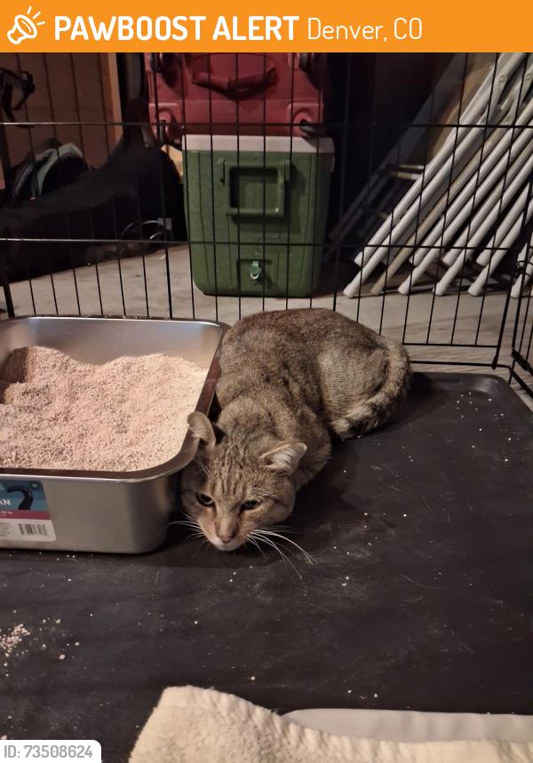 Found/Stray Male Cat last seen 72nd and Avrum, Denver, CO 80221