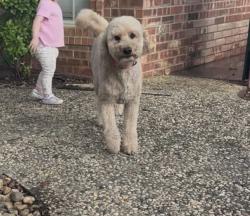 Reunited Female Dog last seen W wadley ave, Midland, TX 79703