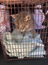 Shelter Stray Female Cat last seen Near BLK ALMOND AVE LONG BEACH CA 90802, 7700 E Spring St, Long Beach, CA 90815, USA