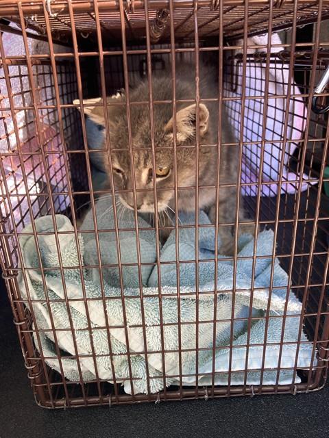 Shelter Stray Female Cat last seen Near BLK ALMOND AVE LONG BEACH CA 90802, 7700 E Spring St, Long Beach, CA 90815, USA