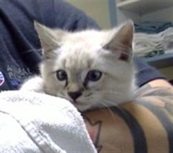 Shelter Stray Male Cat last seen Near BLOCK E EVANS AVE, DENVER CO 80224, 1241 W Bayaud Ave, Denver, CO 80223, USA