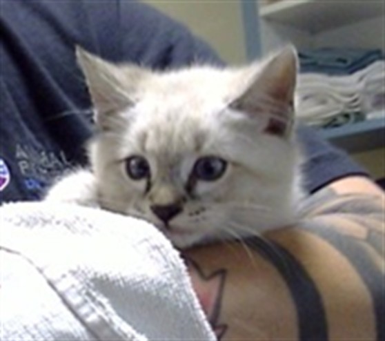 Shelter Stray Male Cat last seen Near BLOCK E EVANS AVE, DENVER CO 80224, 1241 W Bayaud Ave, Denver, CO 80223, USA