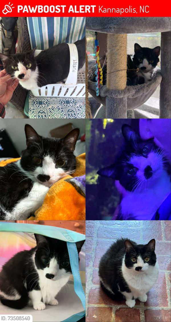 Lost Female Cat last seen Central Dr and Evelyn ave, Kannapolis, NC 28083