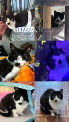 Lost Female Cat last seen Central Dr and Evelyn ave, Kannapolis, NC 28083