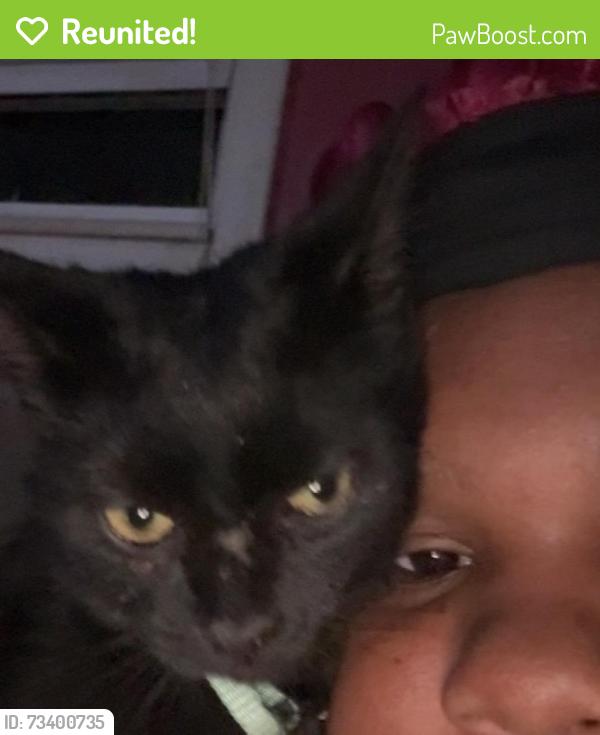 Reunited Female Cat last seen Harris street, Ypsilanti, MI 48198
