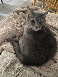 Lost Male Cat last seen Thomas and South Blvd, Maple Heights, OH 44137