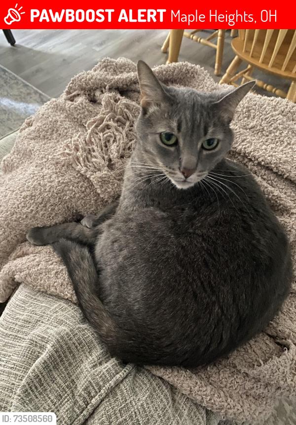 Lost Male Cat last seen Thomas and South Blvd, Maple Heights, OH 44137
