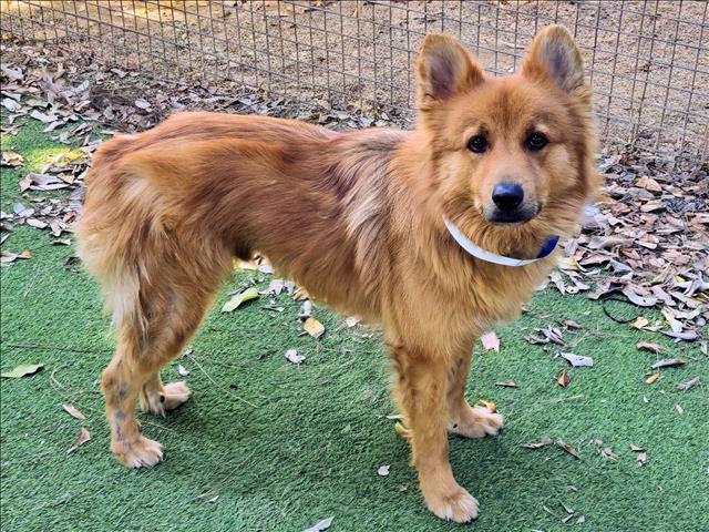 Shelter Stray Male Dog last seen , 14409 Vanowen St, Van Nuys, CA 91405, USA