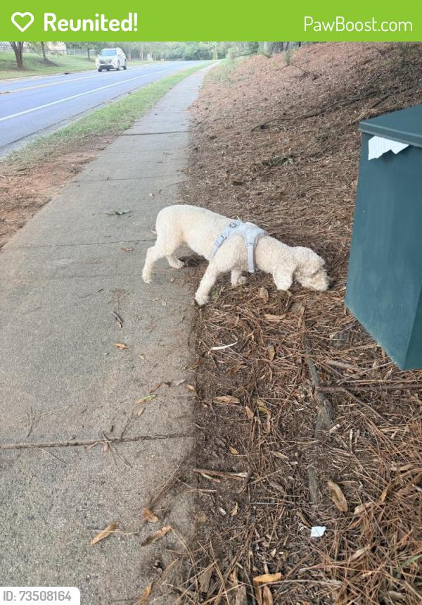 Reunited Male Dog last seen Cambridge Commons Drive near park, Charlotte, NC 28215