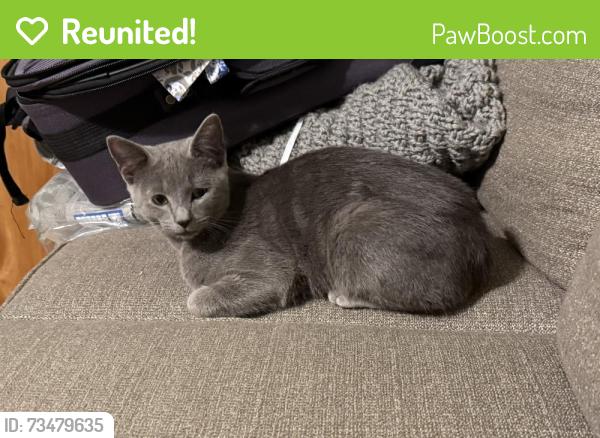 Reunited Female Cat last seen Found on Kensington Rd. Taylors, Parker, SC 29611