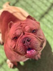 Shelter Stray Male Dog last seen MCCOURTNEY RD/ MCCARTER WY, 95949, 3839 Bradshaw Rd, Sacramento, CA 95827, USA