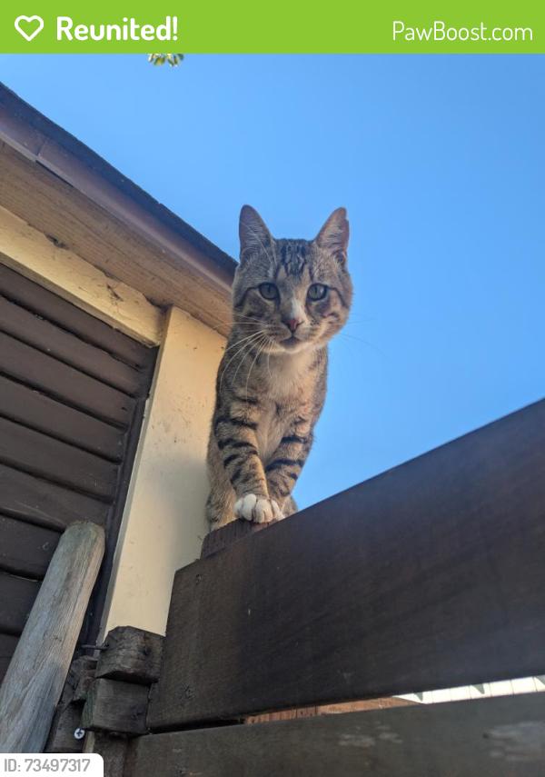 Reunited Male Cat last seen 61st and Racine, Oakland, CA 94609