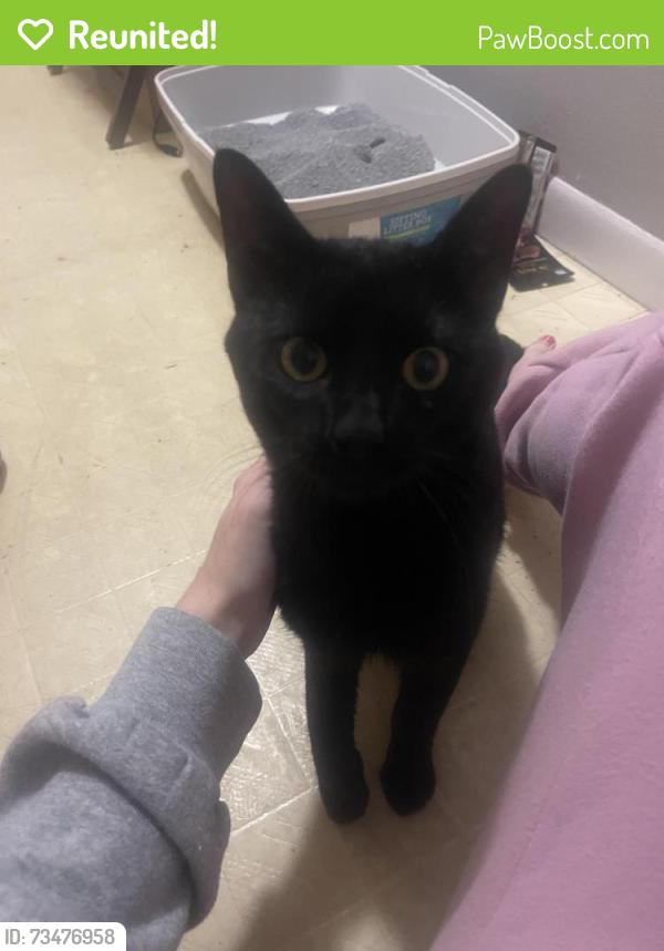 Reunited Male Cat last seen Airport & Mccord by Speedway, Holland, OH 43528