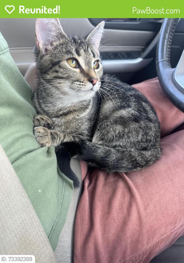 Reunited Female Cat last seen Last seen on Trent dr, Taylors, SC 29687
